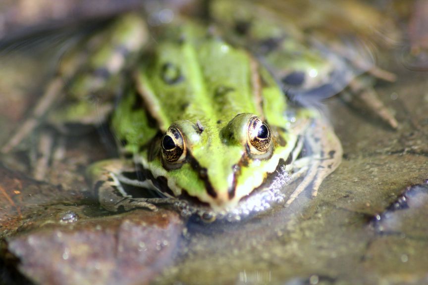 che rana ? Pelophylax sp. (Lombardia)